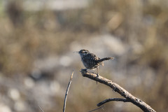 Campylorhynchus yucatanicus