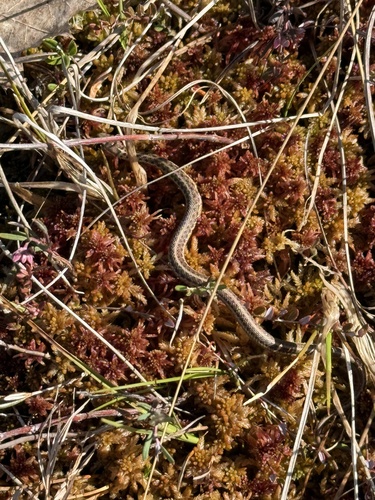 Garter Snake