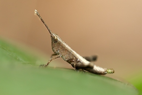 Holopercna gerstaeckerii