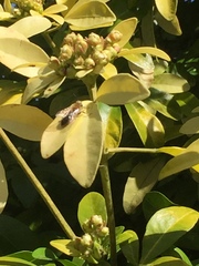 Anthophila