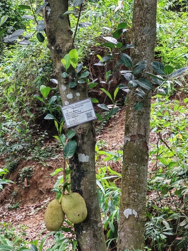 Jackfruit
