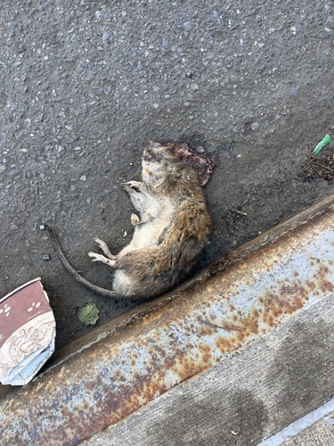 Rat photographed near here on 2026-05-15