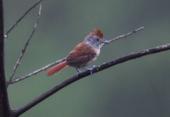 Thamnophilus zarumae