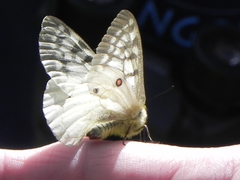Parnassius