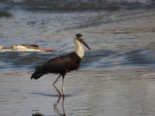 iNaturalist: (c) Shilpa Gadgil, some rights reserved (CC BY-NC), uploaded by Shilpa Gadgil iNaturalist image