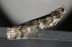Dioryctria simplicella