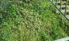 Crassula multicava multicava