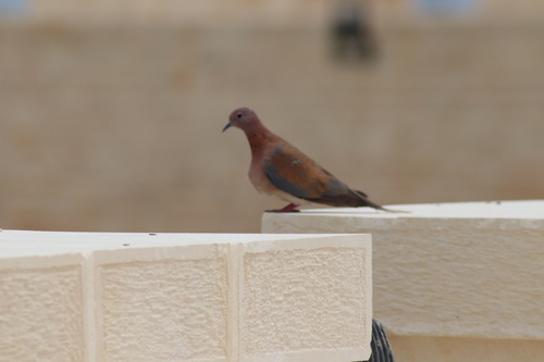 Laughing Dove