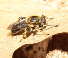 Teuchocnemis lituratus