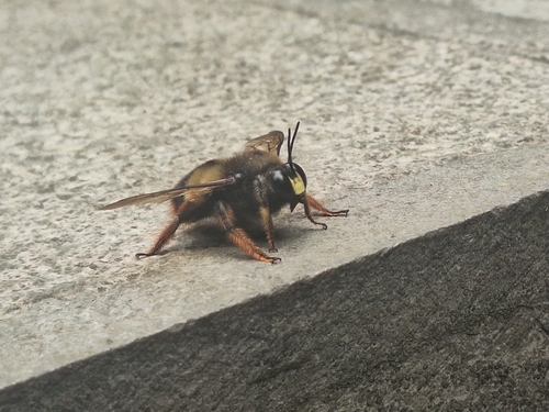 Chinese Bumble-bee Carpenter
