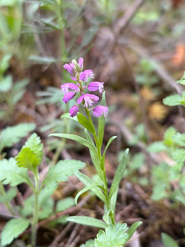 Tufted Milkwort