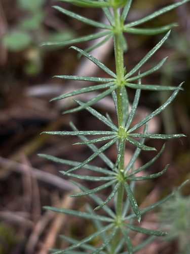 Lady's Bedstraw