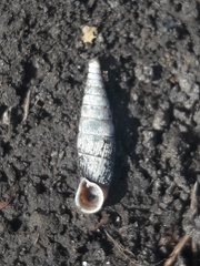 Macrogastra plicatula