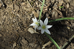 Ornithogalum fimbriatum