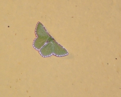 Synchlora pulchrifimbria