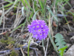 Primula denticulata