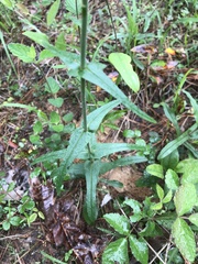 Penstemon laxiflorus