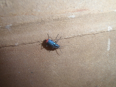 Clanoptilus spinipennis