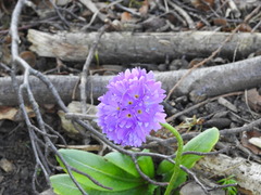 Primula denticulata