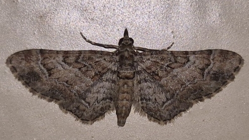 Double-striped Pug