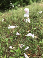 Penstemon laxiflorus