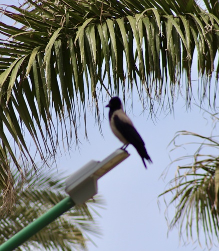 Hooded Crow