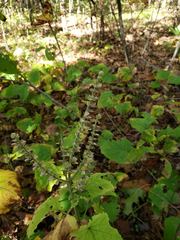 Scutellaria ovata ovata