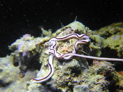 Baseodiscus hemprichii