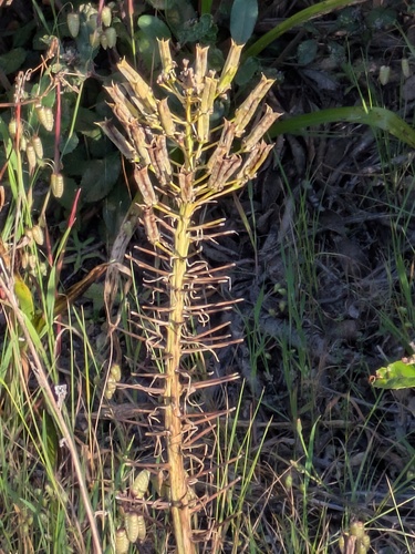 Toxicoscordion fremontii, photograph 5