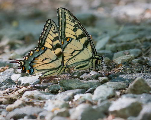 Appalachian Tiger Swallowtail
