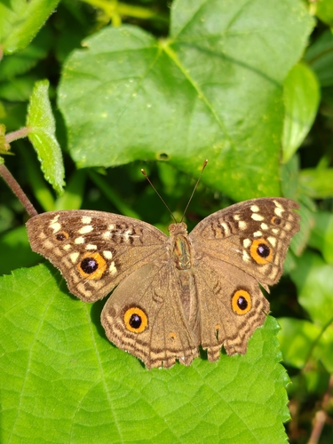 Lemon Pansy