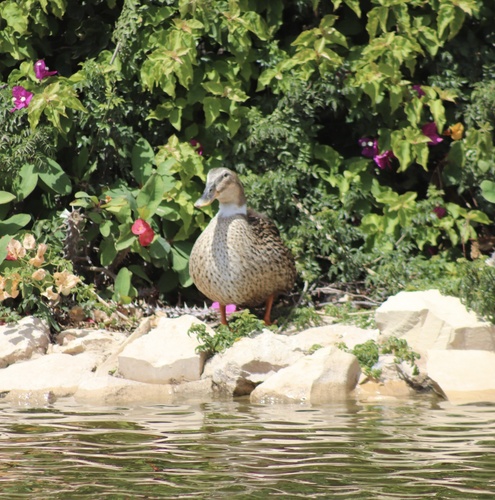 Domestic Mallard