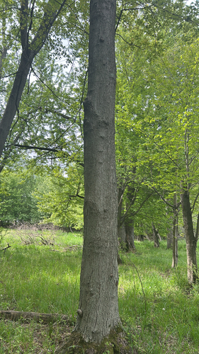 Shagbark Hickory