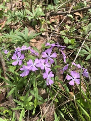 Phlox divaricata