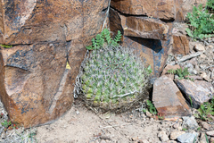 Eriosyce curvispina