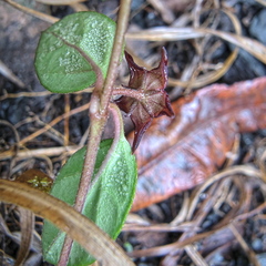 Brachystelma pulchellum