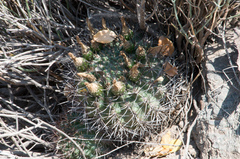 Eriosyce curvispina