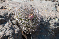Eriosyce curvispina