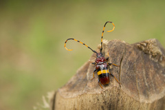 Trachyderes elegans
