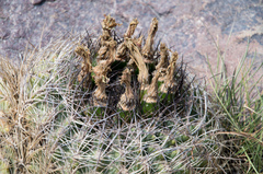 Eriosyce curvispina