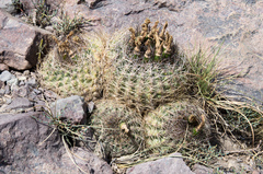 Eriosyce curvispina