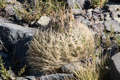 Eriosyce curvispina
