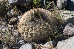 Eriosyce curvispina