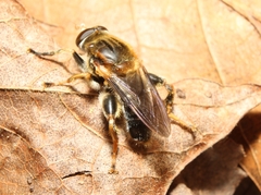Teuchocnemis lituratus