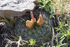 Eriosyce curvispina