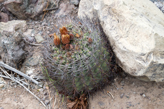 Eriosyce curvispina