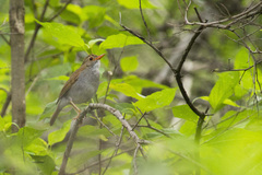 Catharus aurantiirostris
