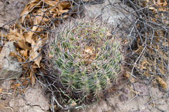 Eriosyce curvispina