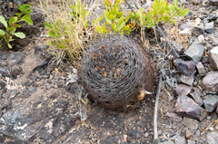 Eriosyce curvispina
