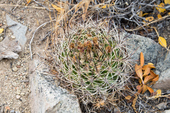 Eriosyce curvispina
